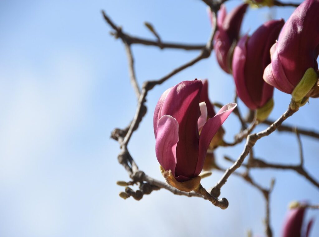 frequent flyer miles