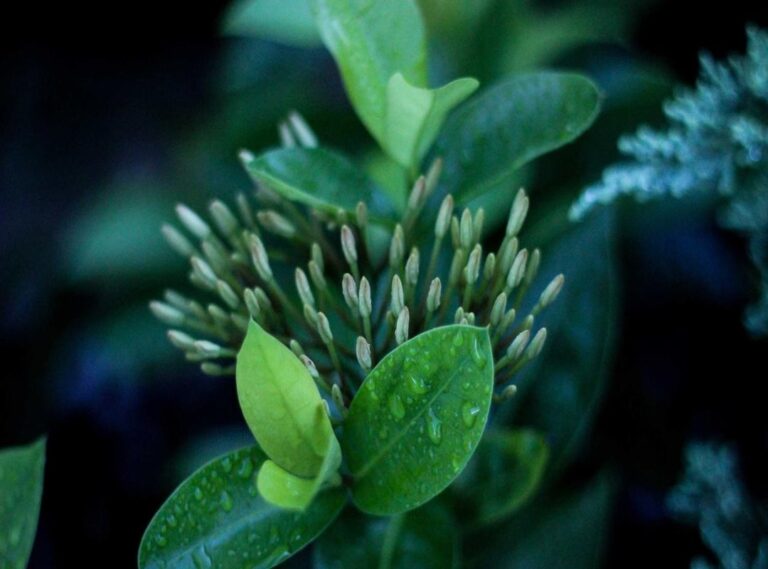 geandra bazzanella biografía