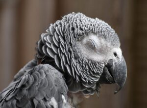 Pronouce Zethazinco Wiliananne Parrot Price Assessment