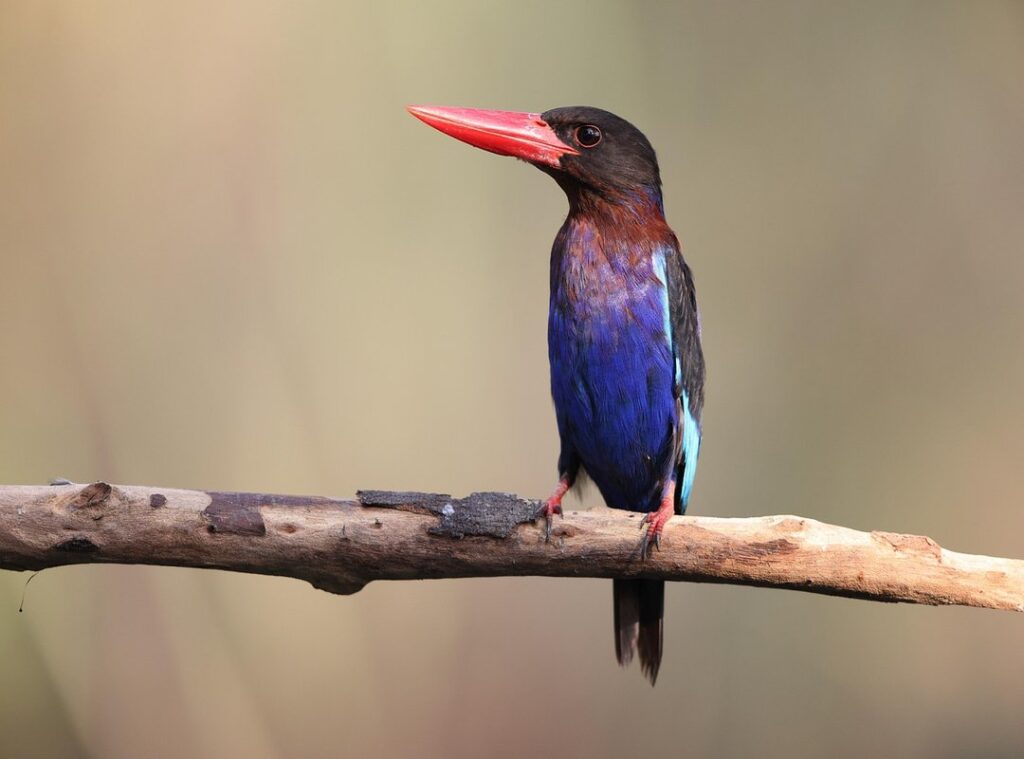 Southeast Asia islands